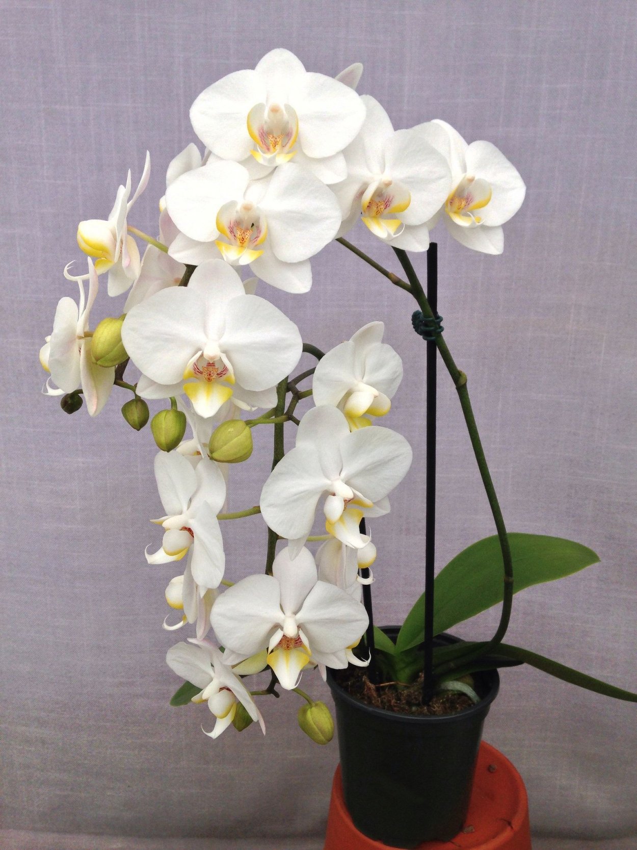 Серо розовая Эстетика