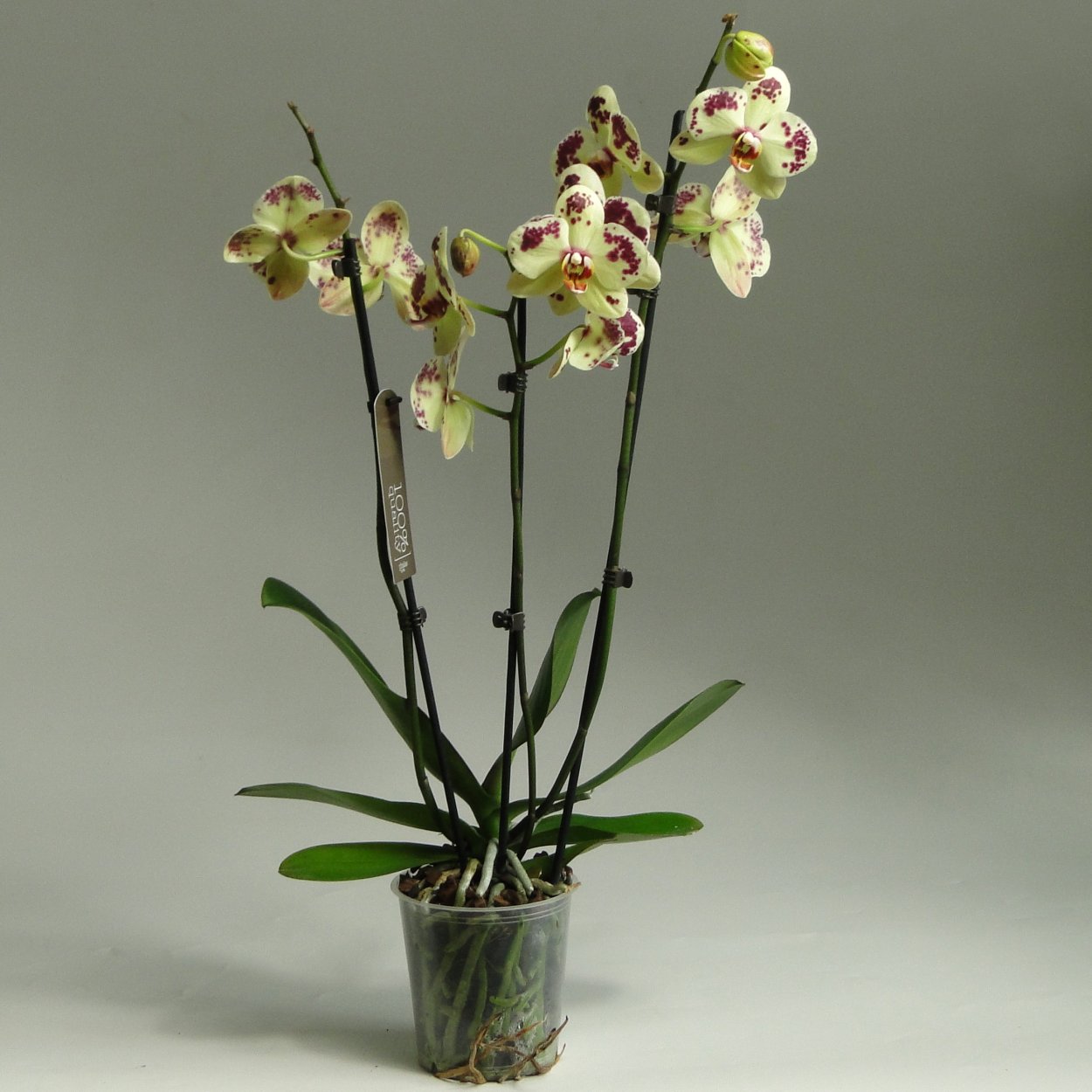 Фаленопсис Phal. Equestris