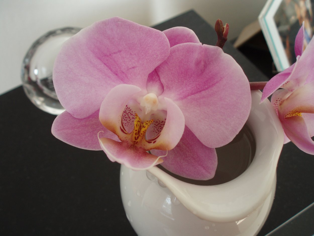 Орхидея фаленопсис белая