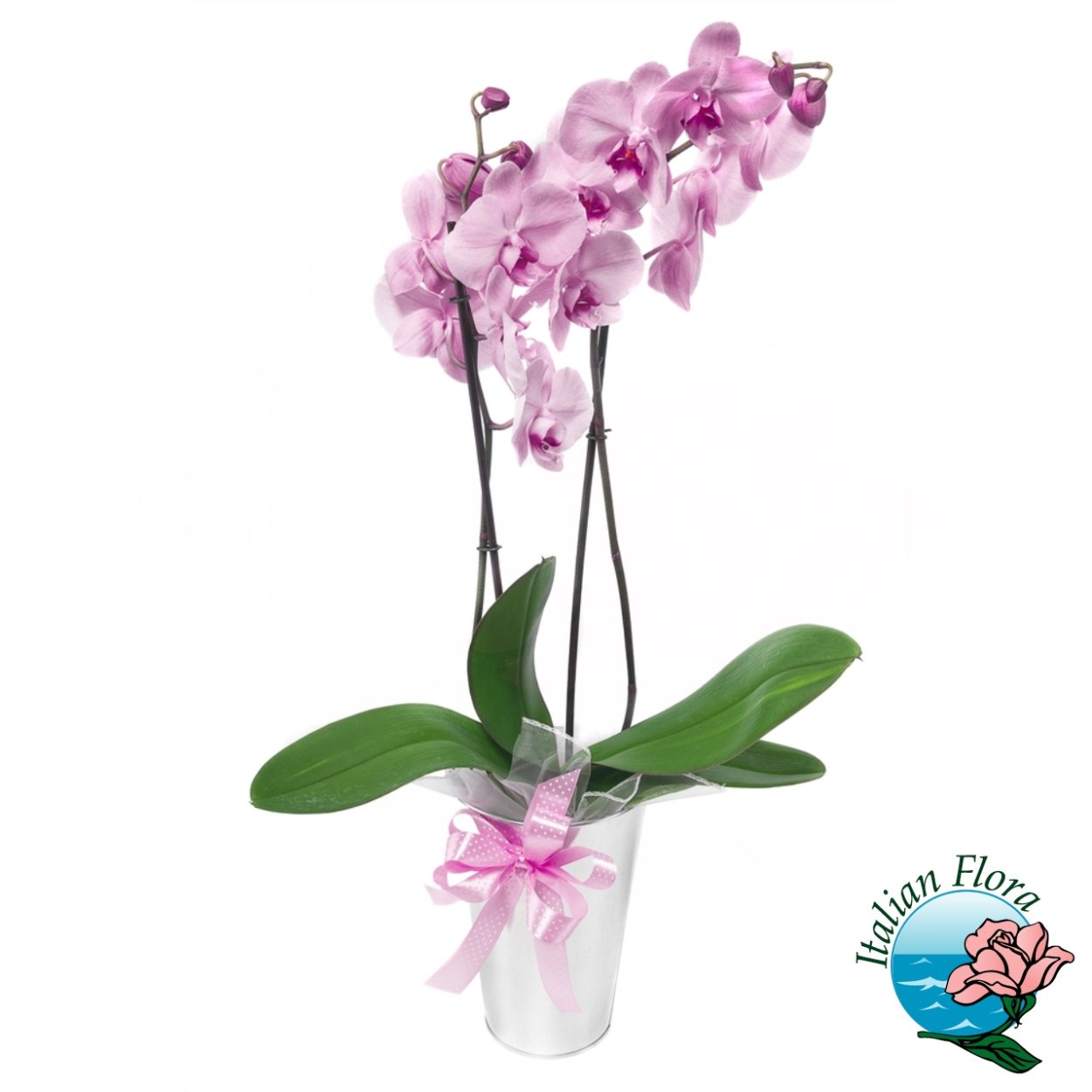 Фаленопсис Африканский закат