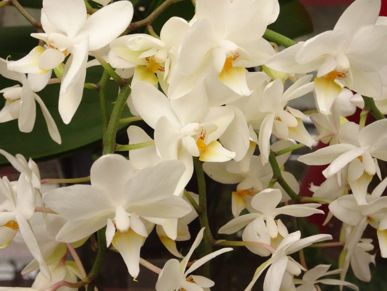 Фаленопсис Эдди Уайт