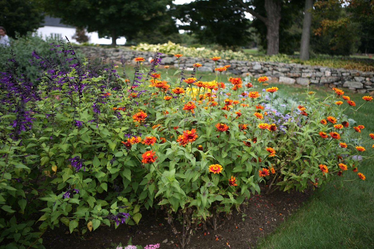 Бордюрные однолетники низкорослые