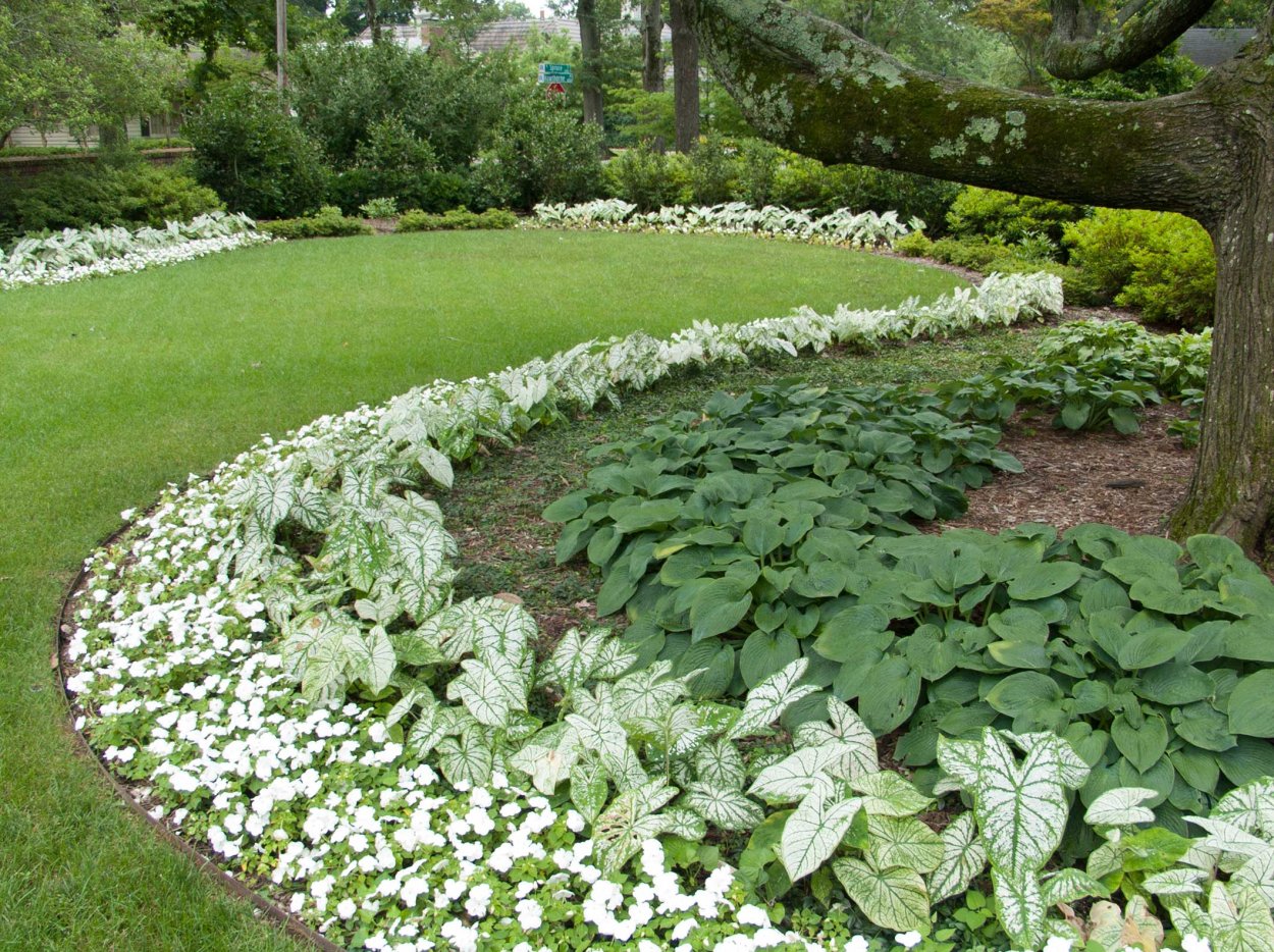 Сныть бордюрная