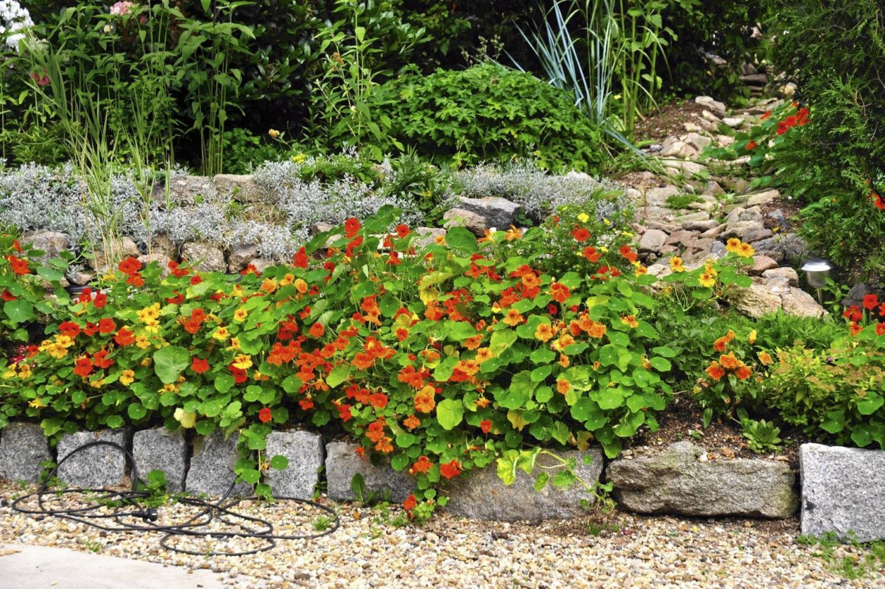 Настурция бордюрная