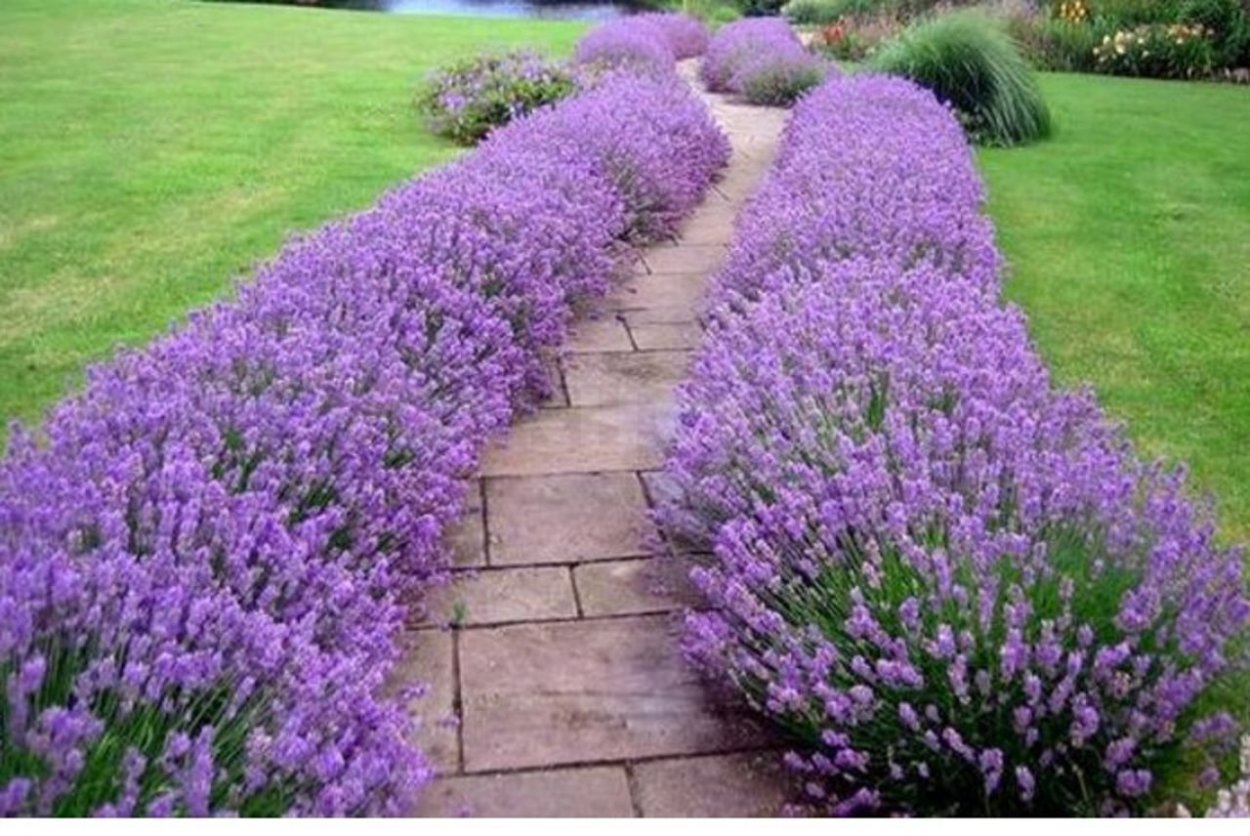 Лаванда узколистная v2 Lav