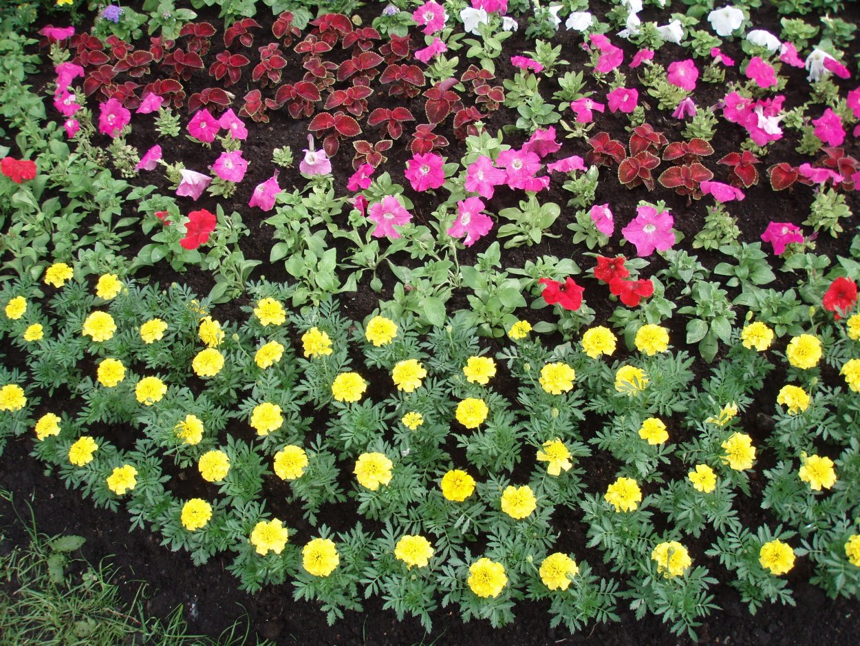 Бордюрные цветы однолетние низкорослые