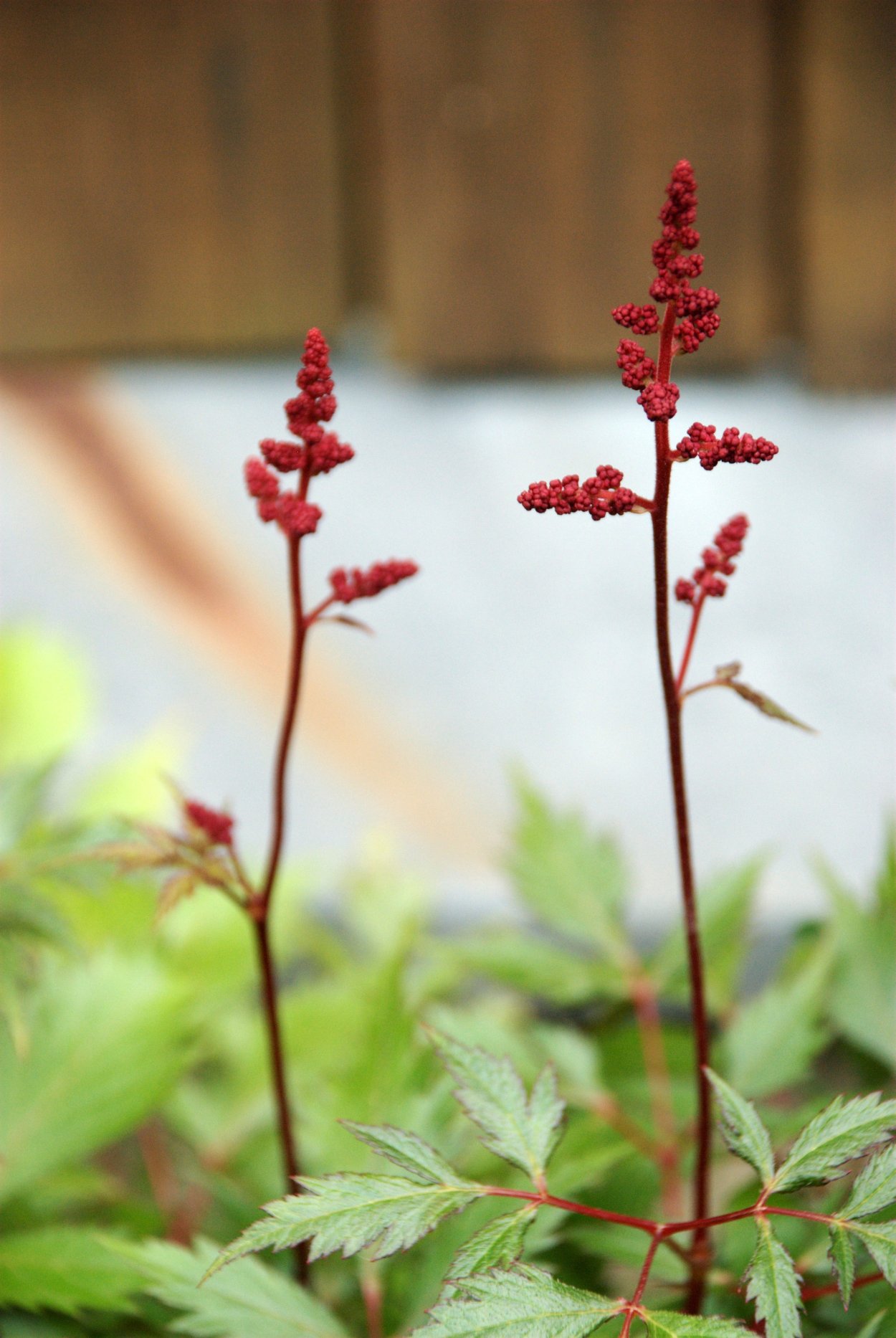 Растение с красными черешками