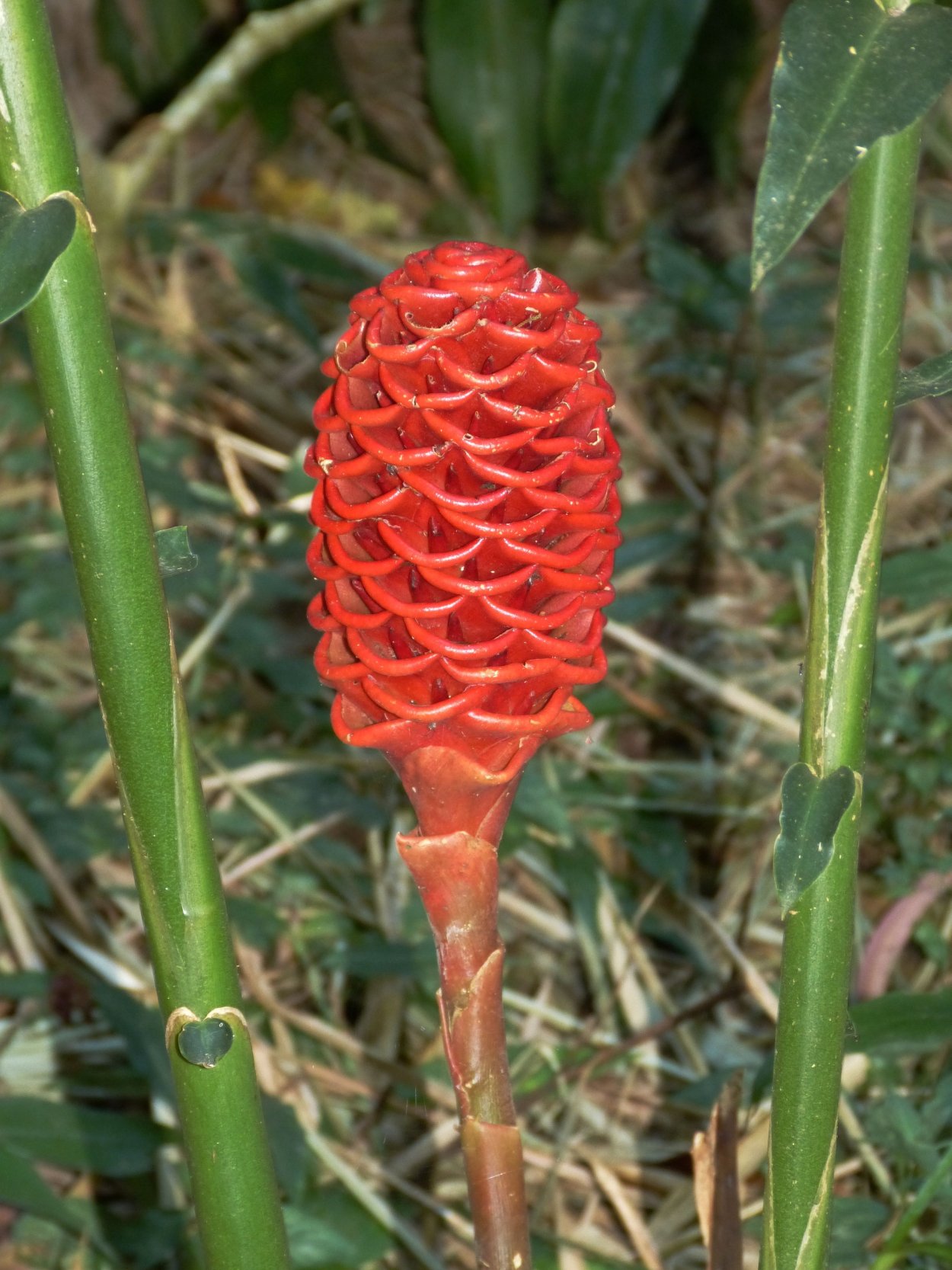 Красный тропический цветок