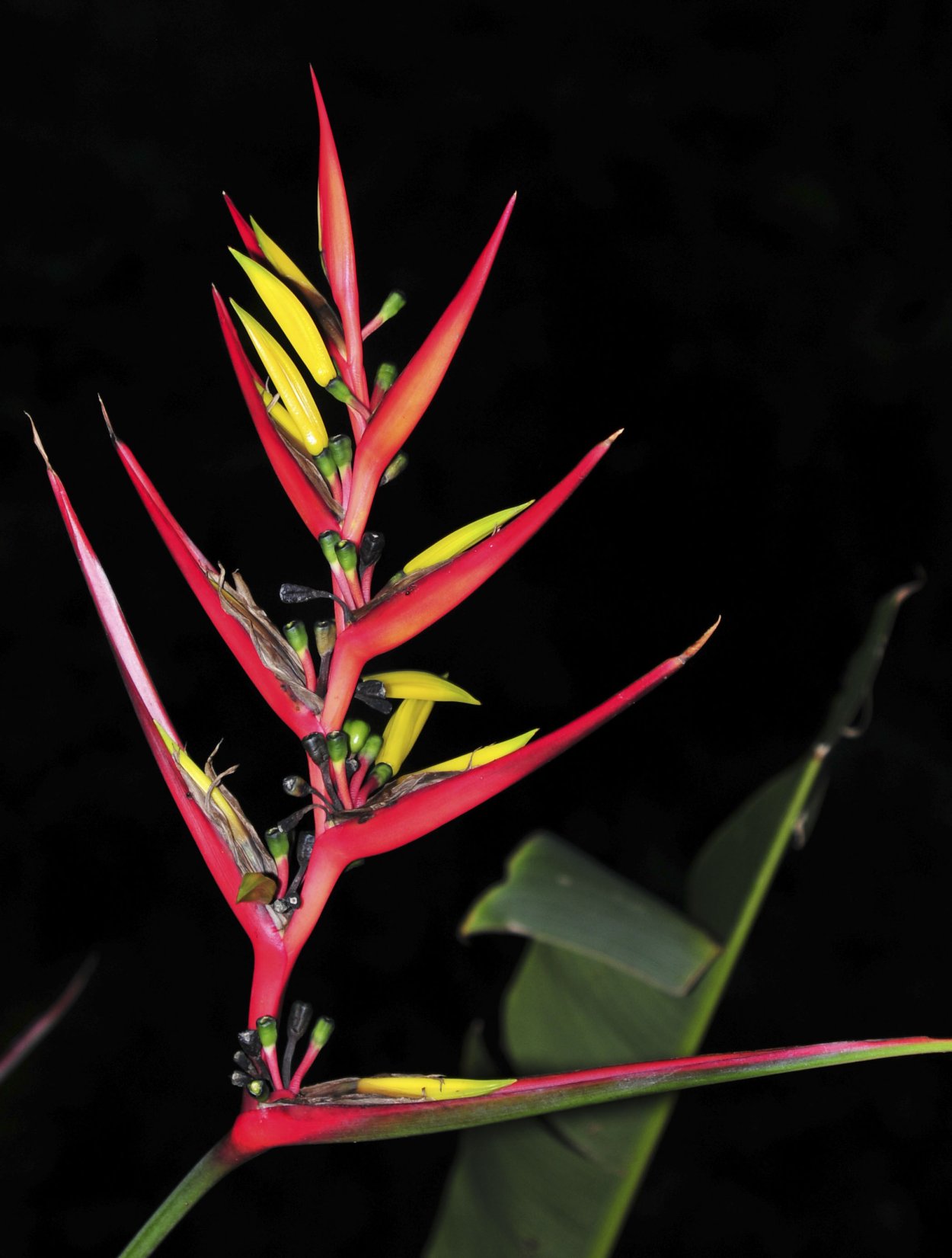 Цветок с красным стеблем и зелеными листьями