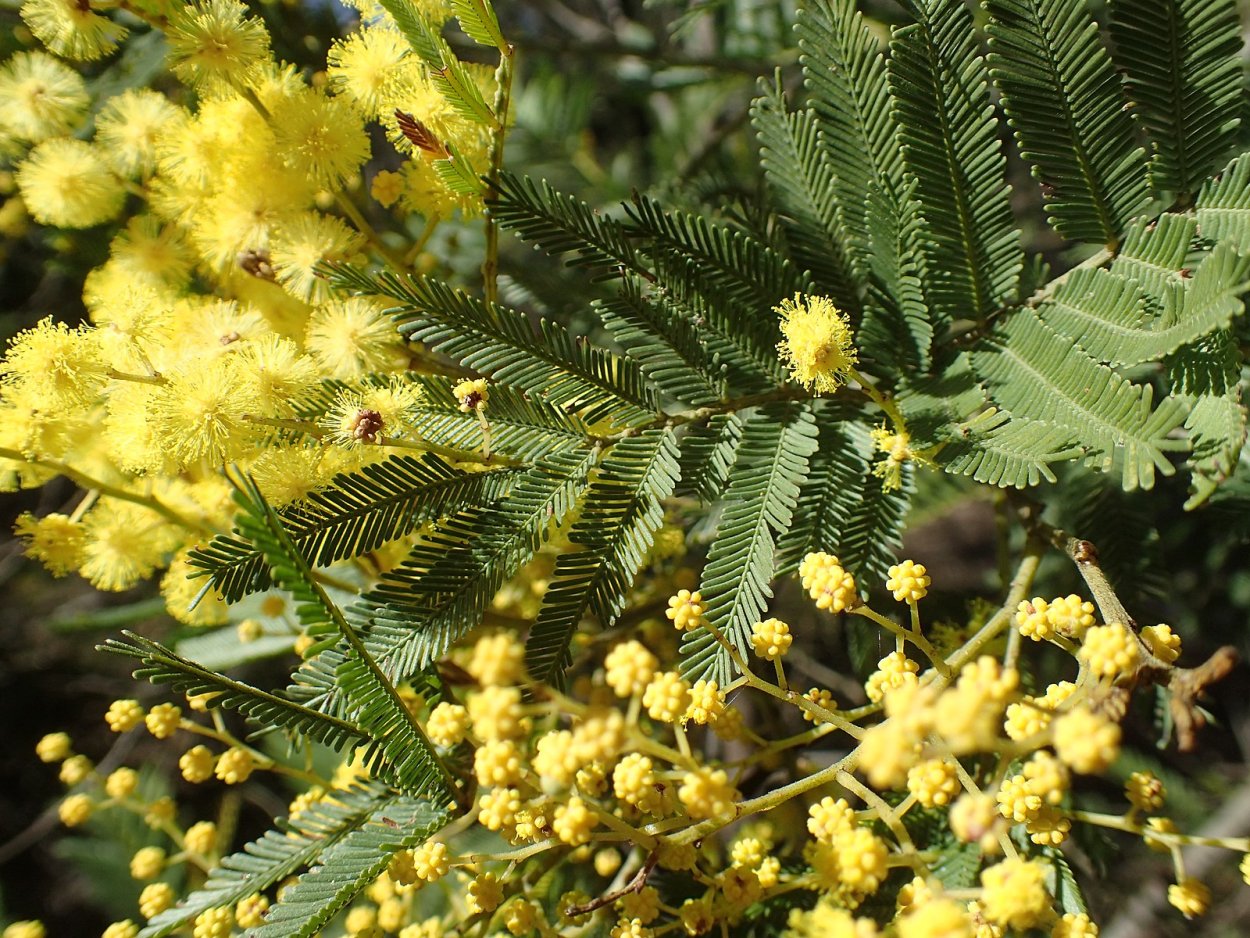 Растение семейства мимозовых. Акация Таежная. Акация с кисточками. Acacia species.