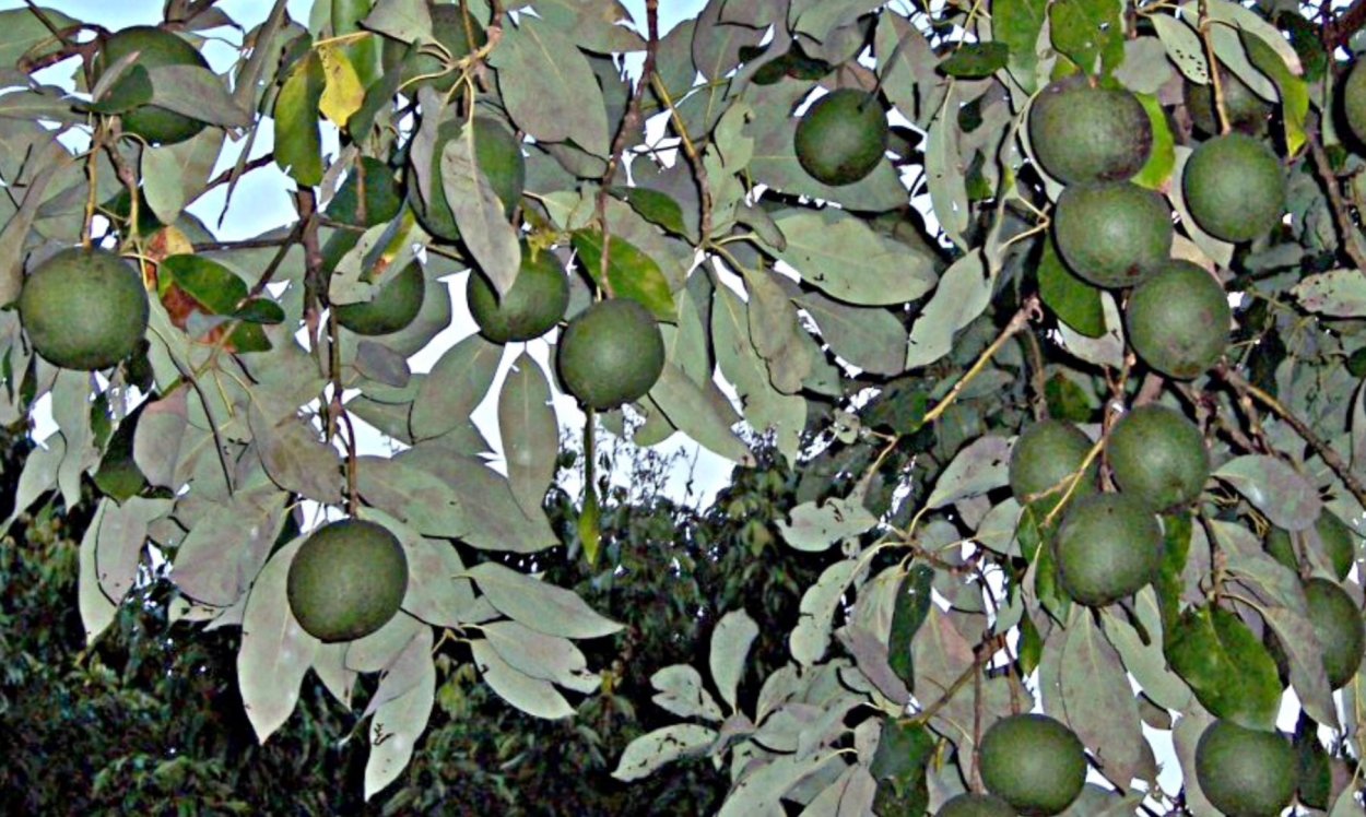 Авокадо дерево цветет