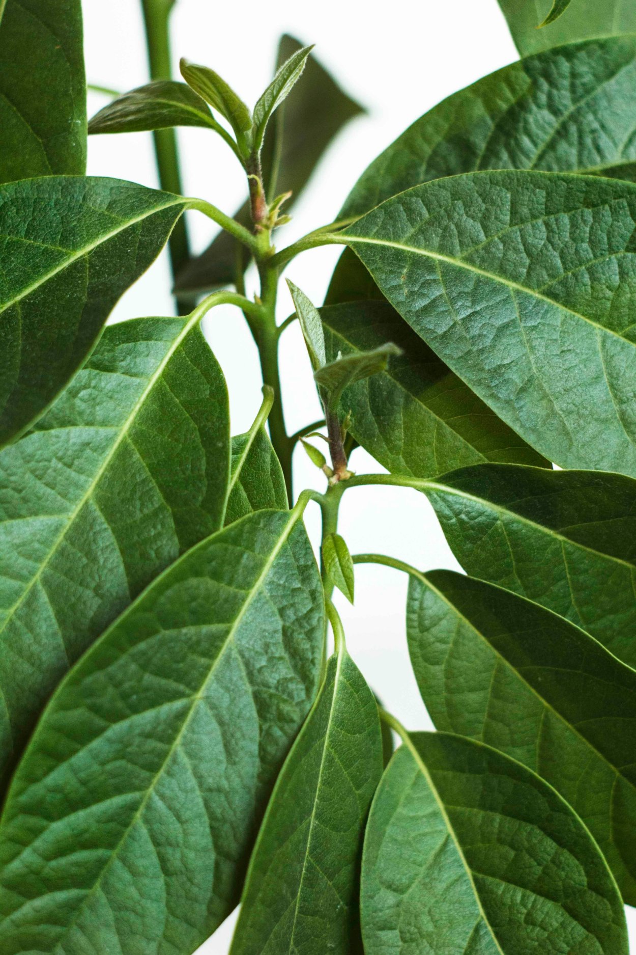 Подкормка для авокадо