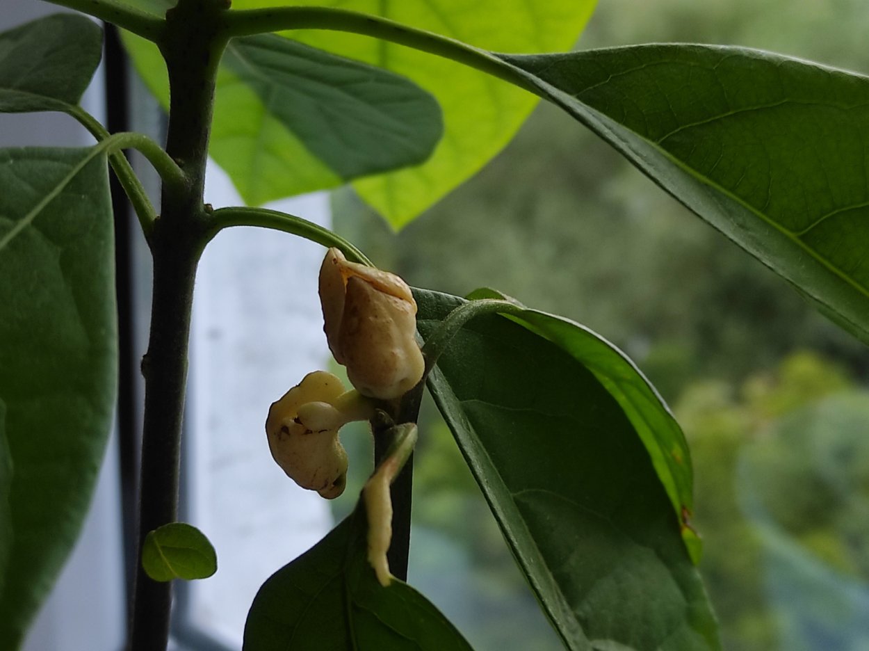 Авокадо цветет