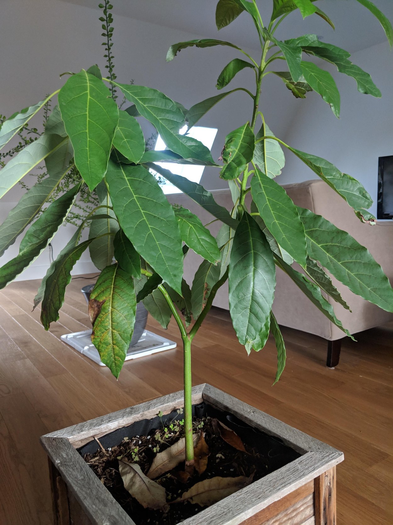 Авокадо Венесуэла