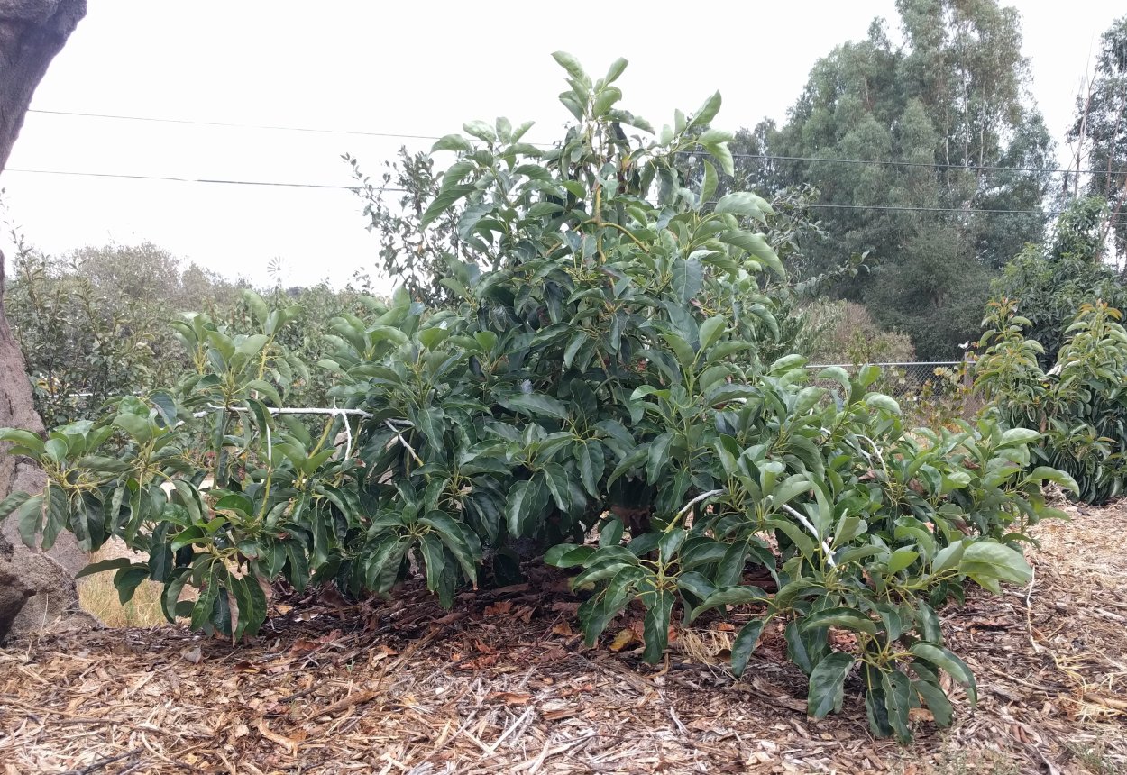 Авокадо Хасс дерево