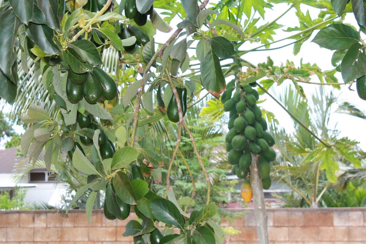 Авокадо растение цветение