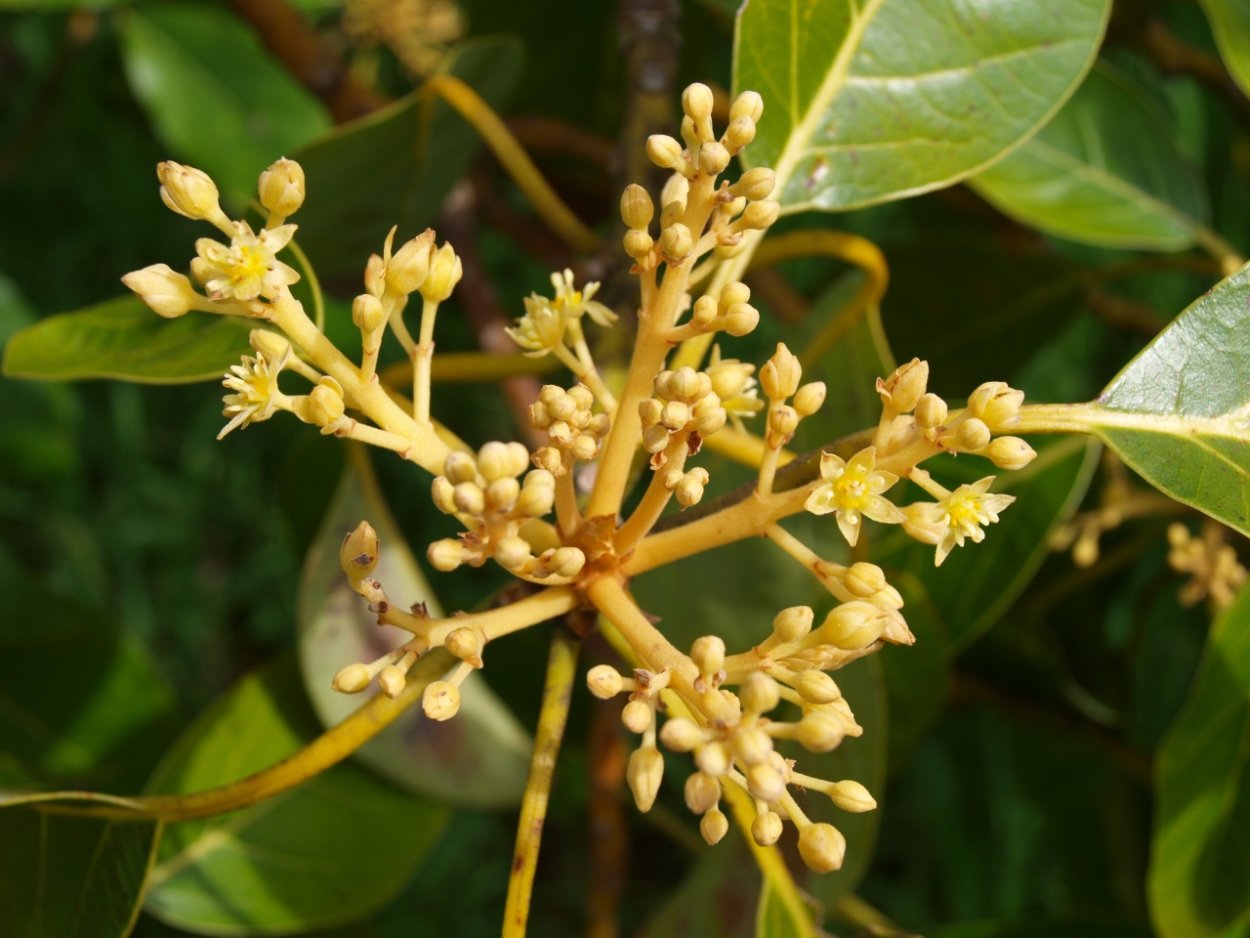 Авокадо дерево цветет