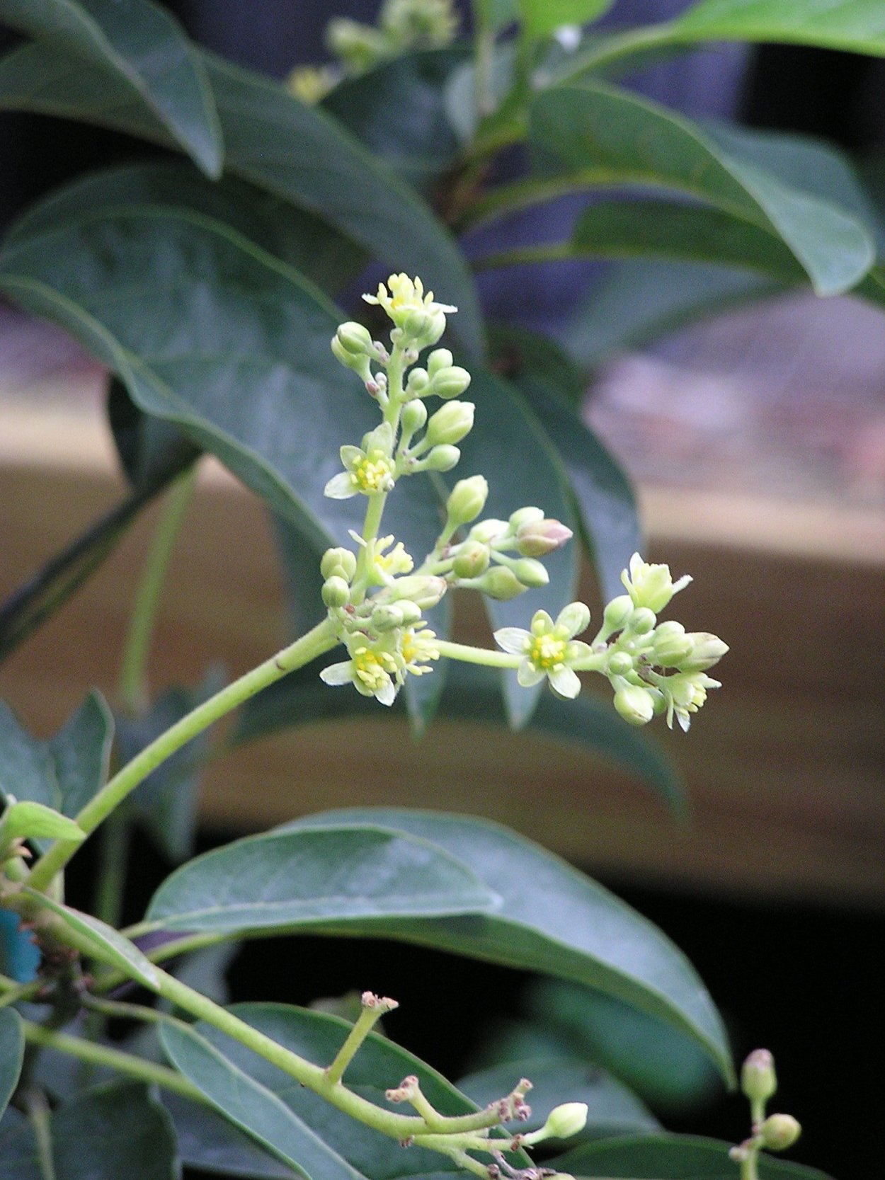 Дерево авокадо цветы