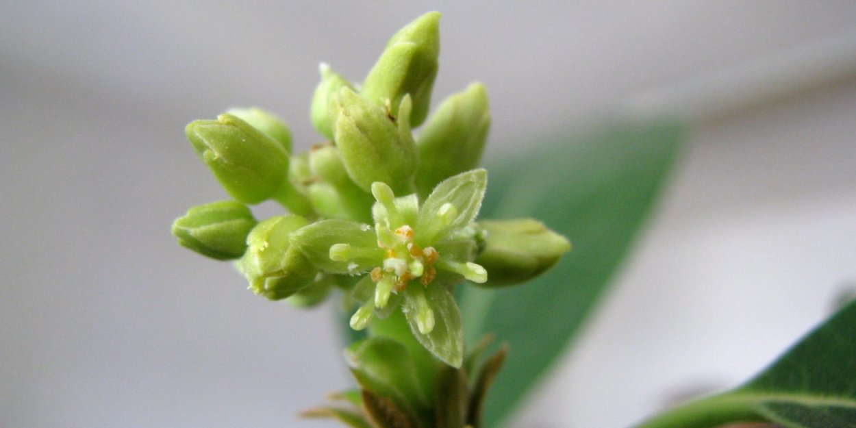 Авокадо Зутано дерево