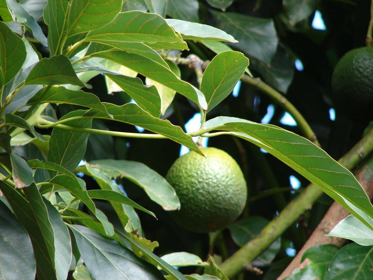 Авокадо и листики x,