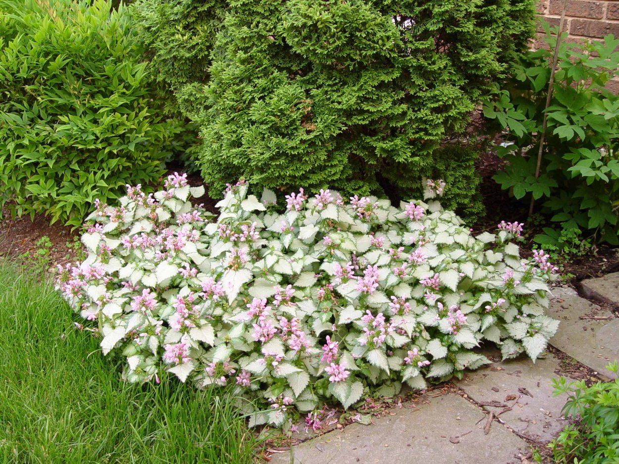 Яснотка почвопокровная