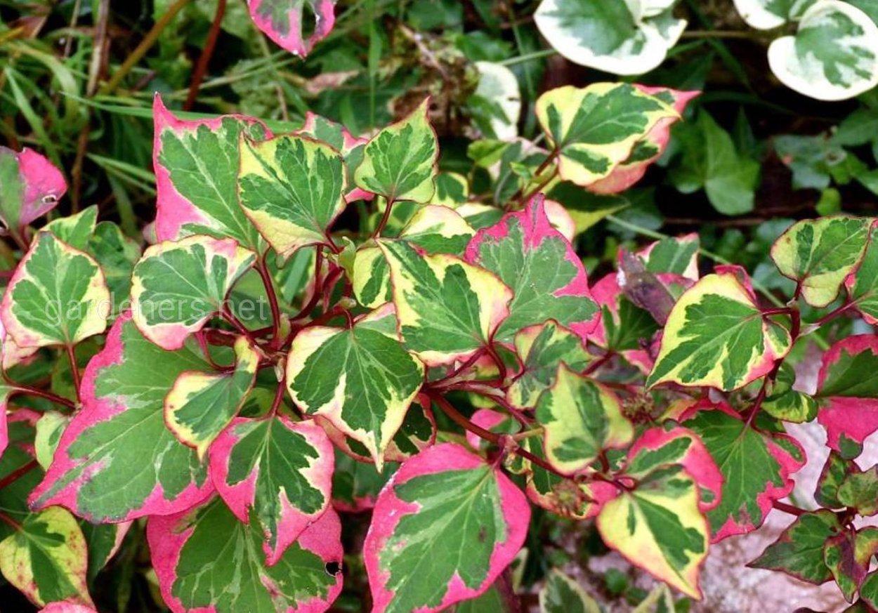 Хауттюйния cordata Chameleon