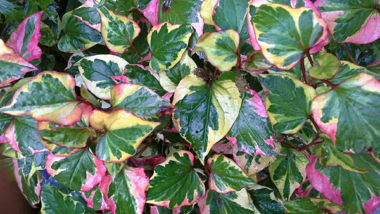 Хауттюйния сердцевидная хамелеон