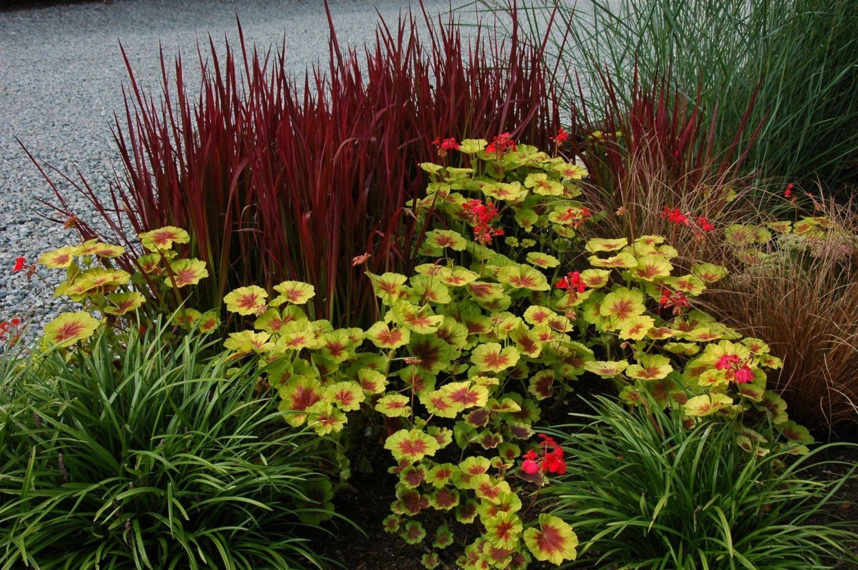 Осока Императа ред Барон