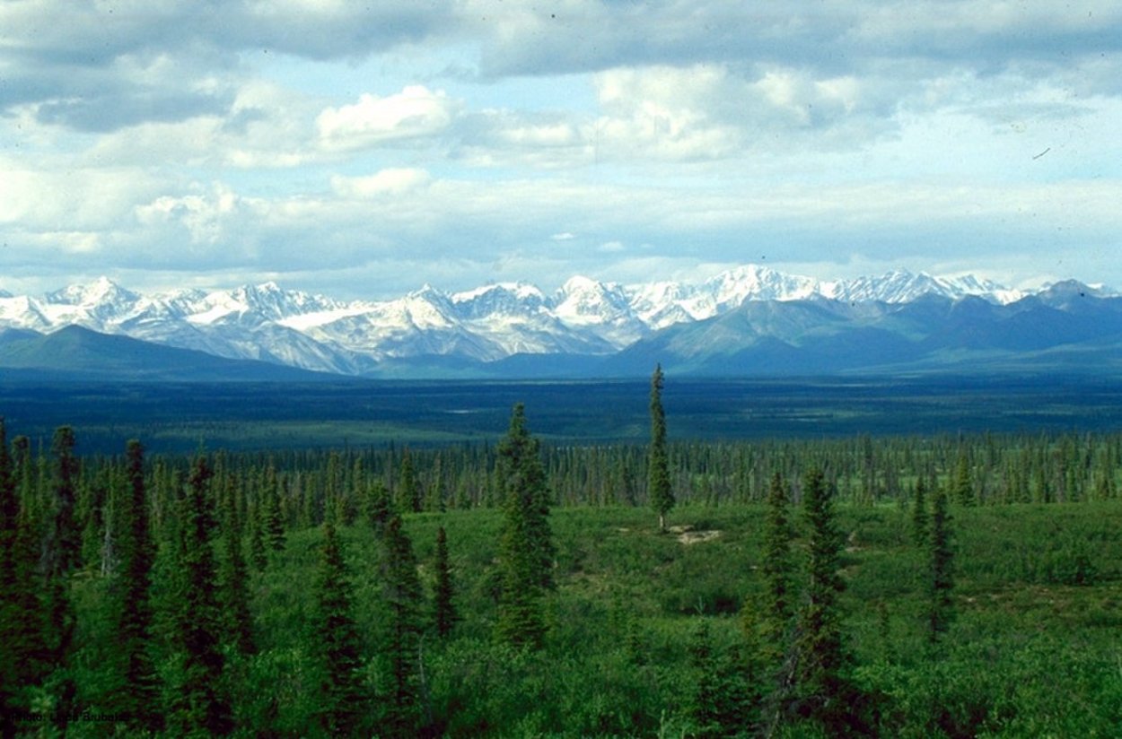 Аляскинская Тайга