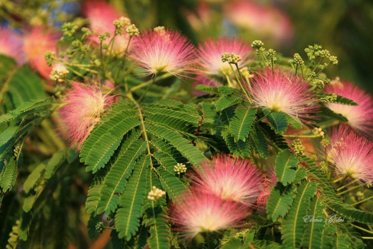 Средиземноморская Акация