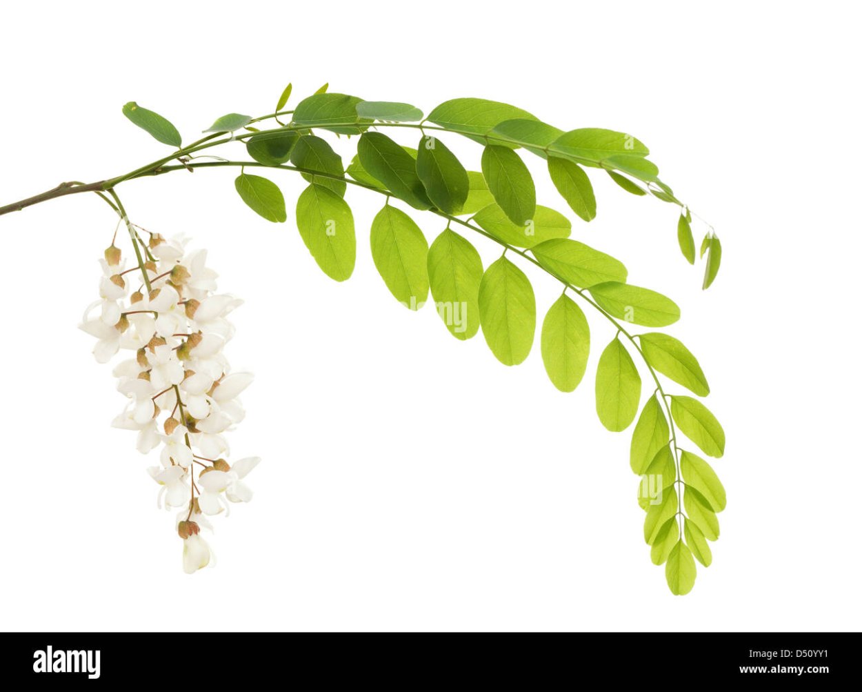 Акация безлистная