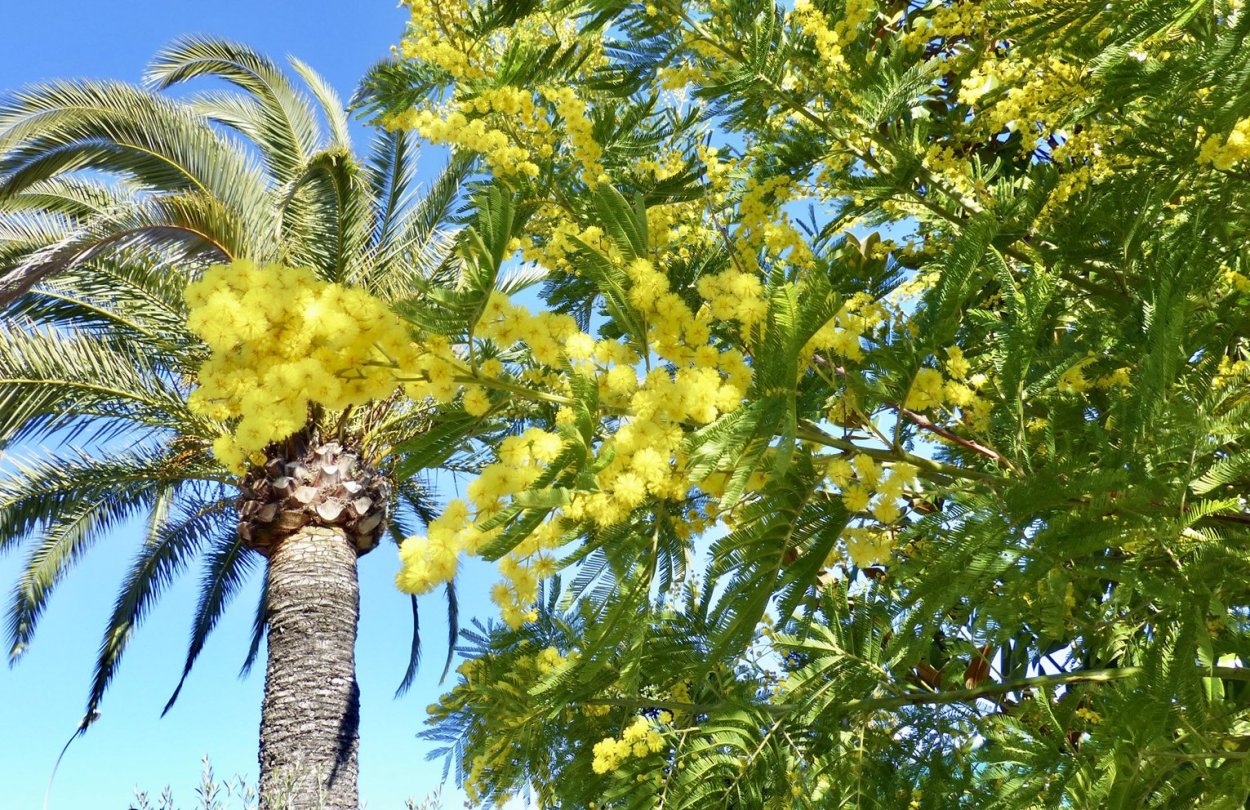 Акация подалириелистная (Acacia podalyriifolia)