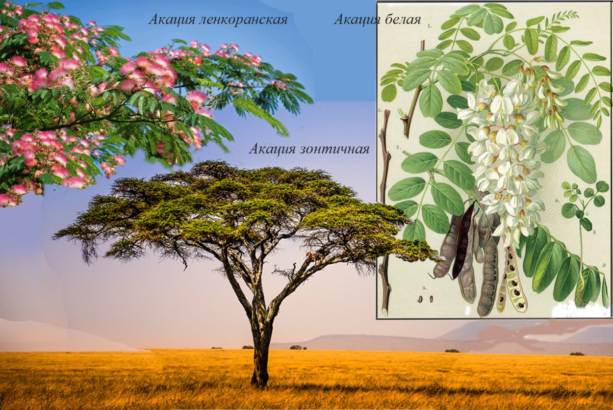 Цветущее дерево акации пастель