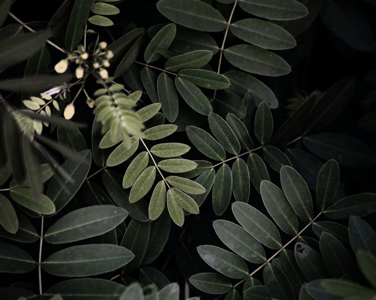 Сибирская Мимоза