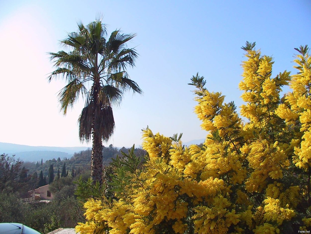Альбиция ленкоранская ветка