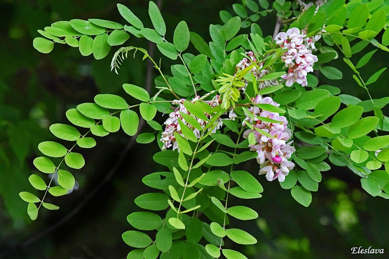 Цветущая желтая Акация