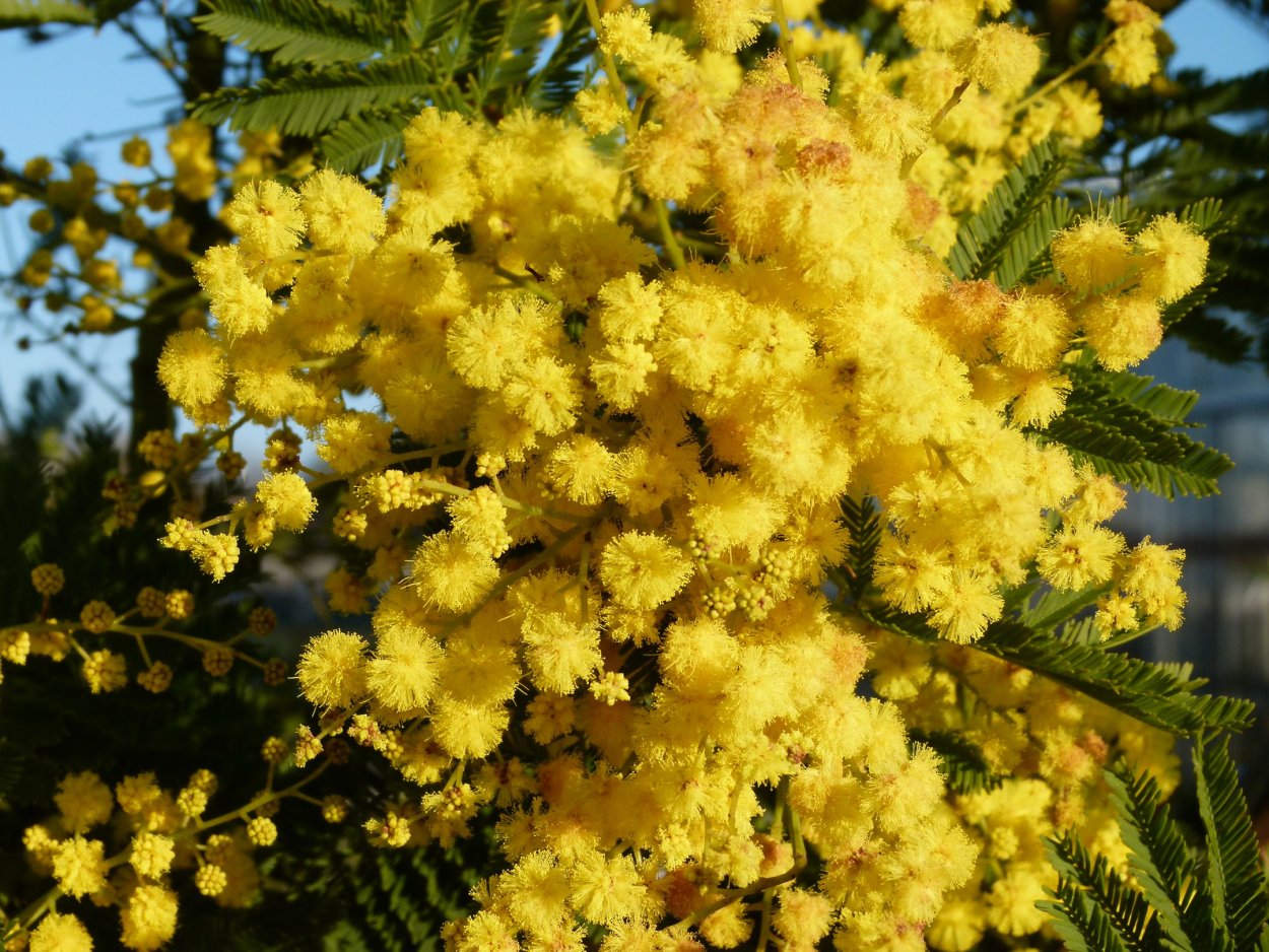 Уральская Мимоза