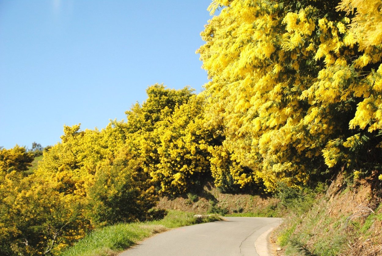 Гроздья акации