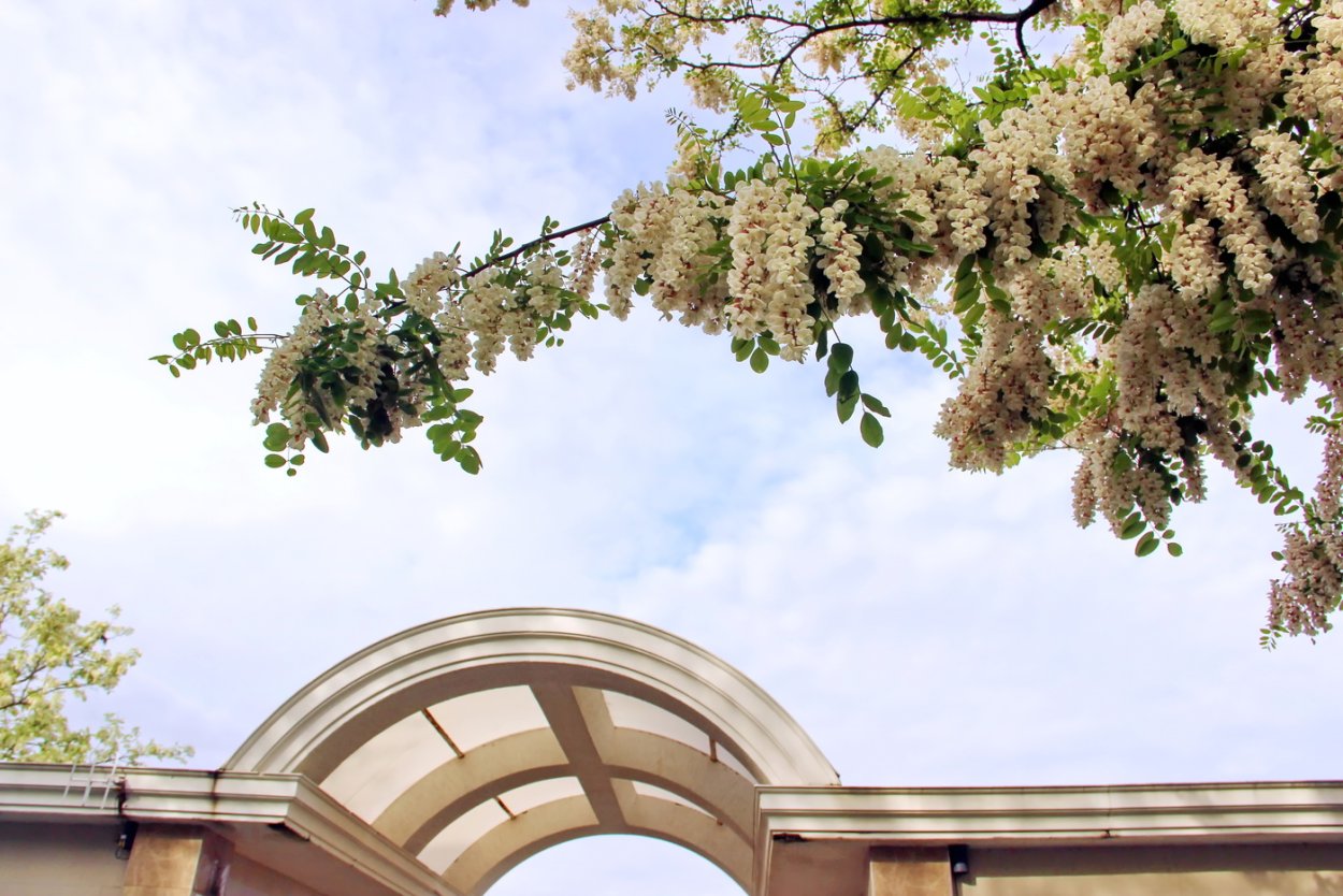 Робиния новомексиканская