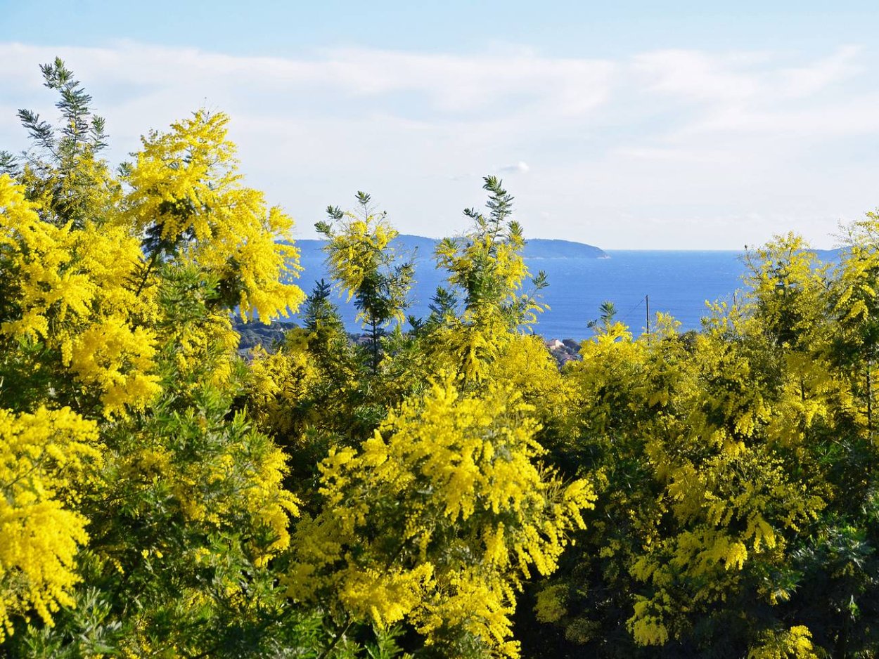 Габитус Акация