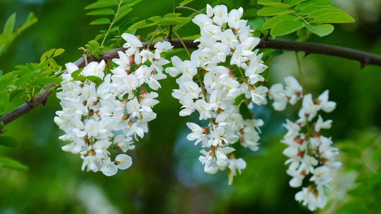 Мимоза цветет в Сочи