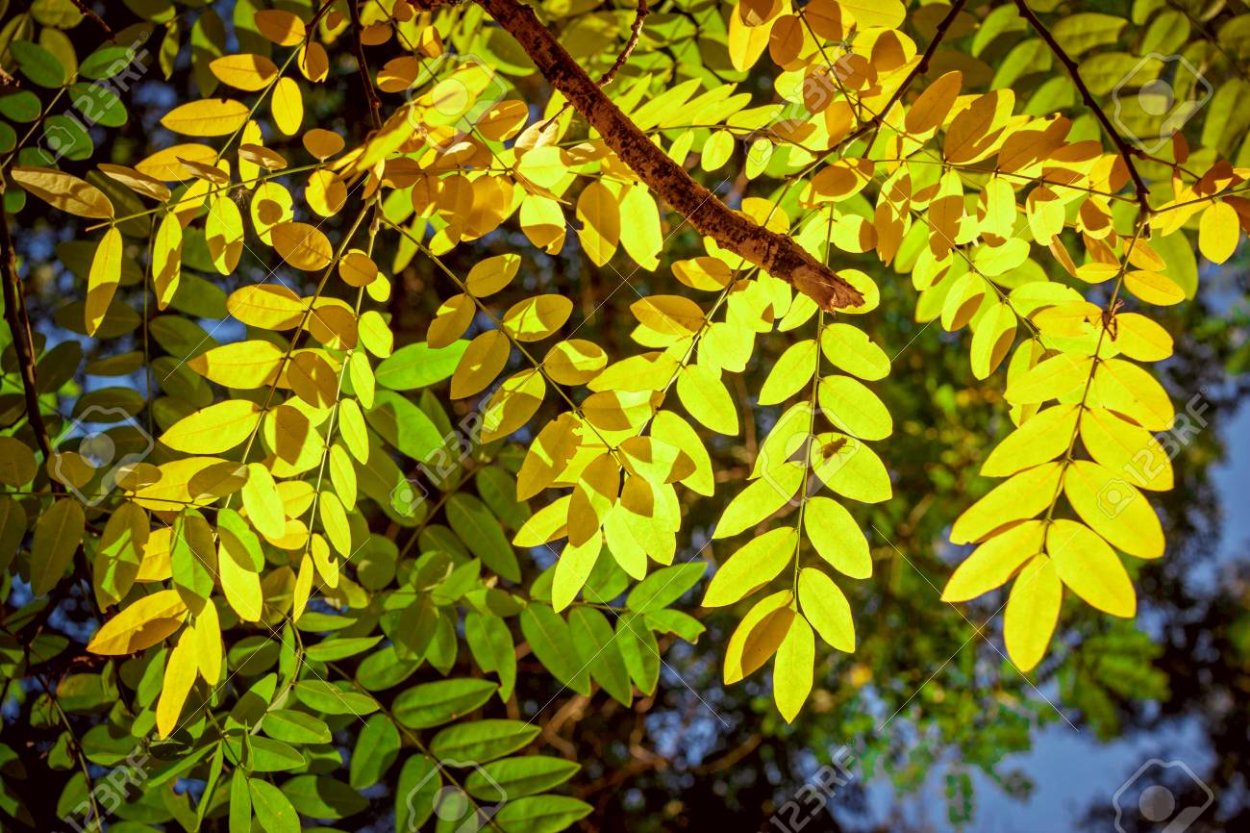 Зонтичная Акация листочки