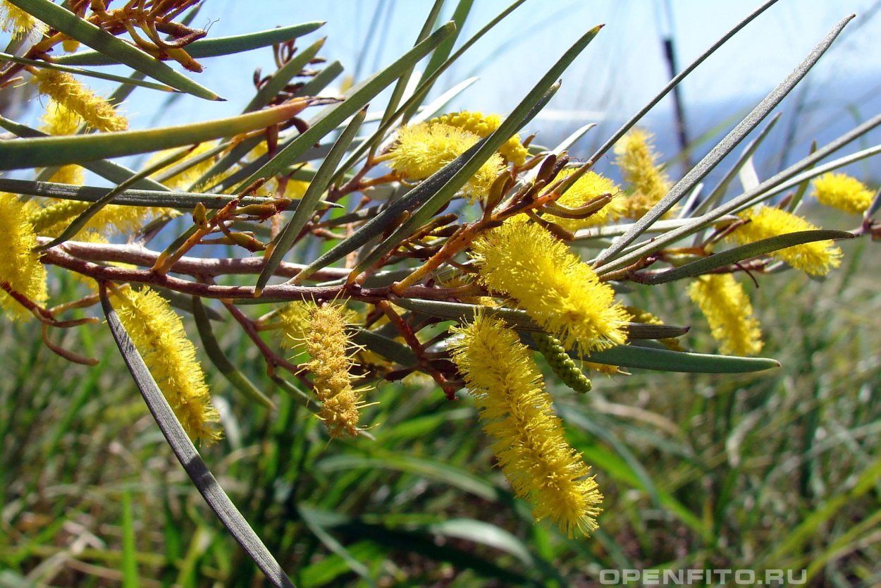 Акация безлистная