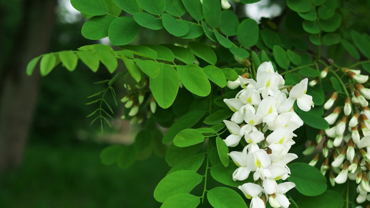 Акация Мимоза