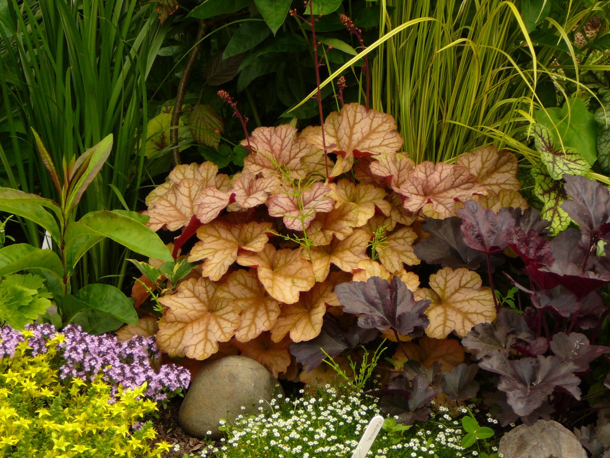 Миксбордер Хоста гейхера