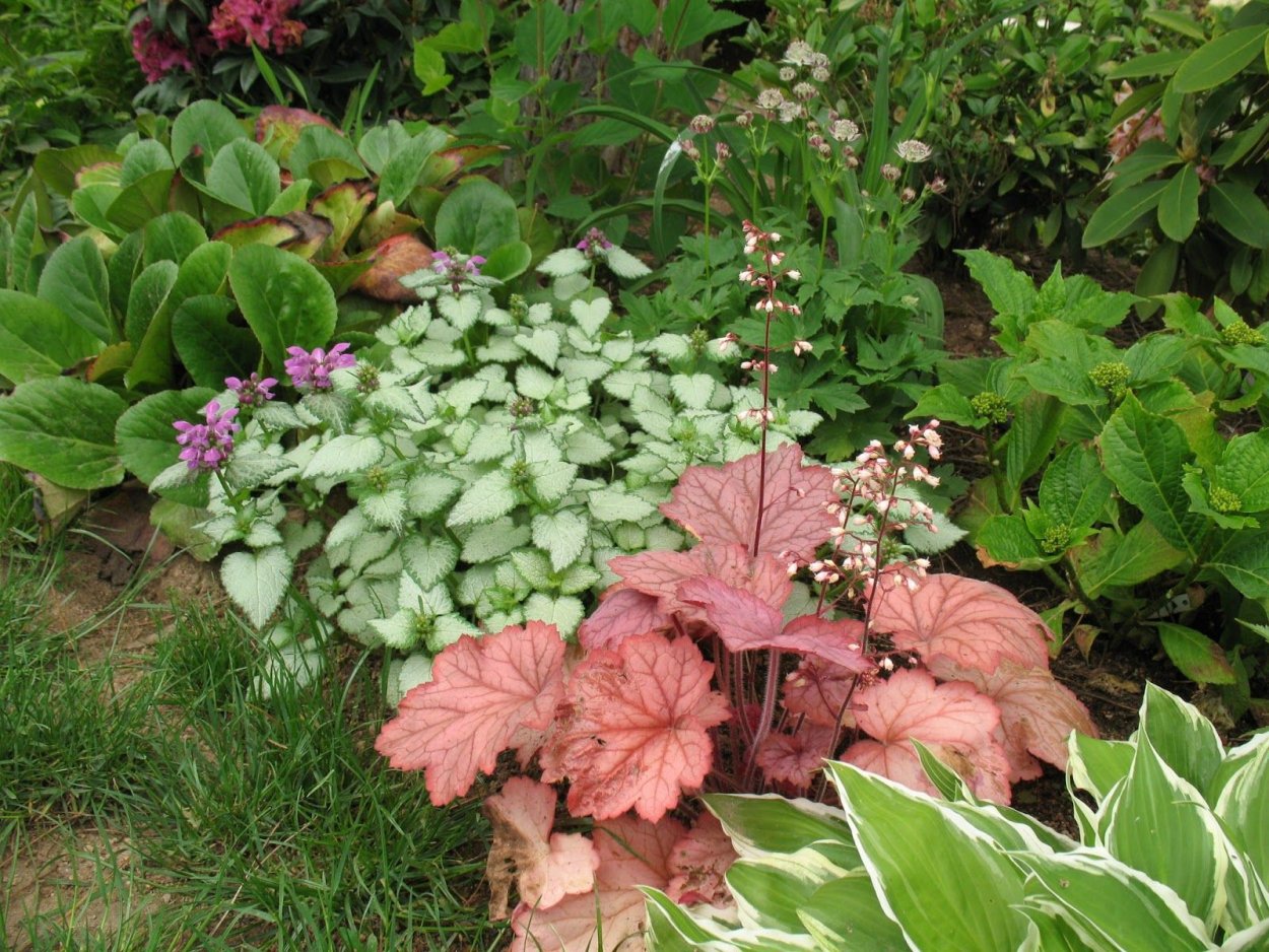 Хоста астильба гейхера