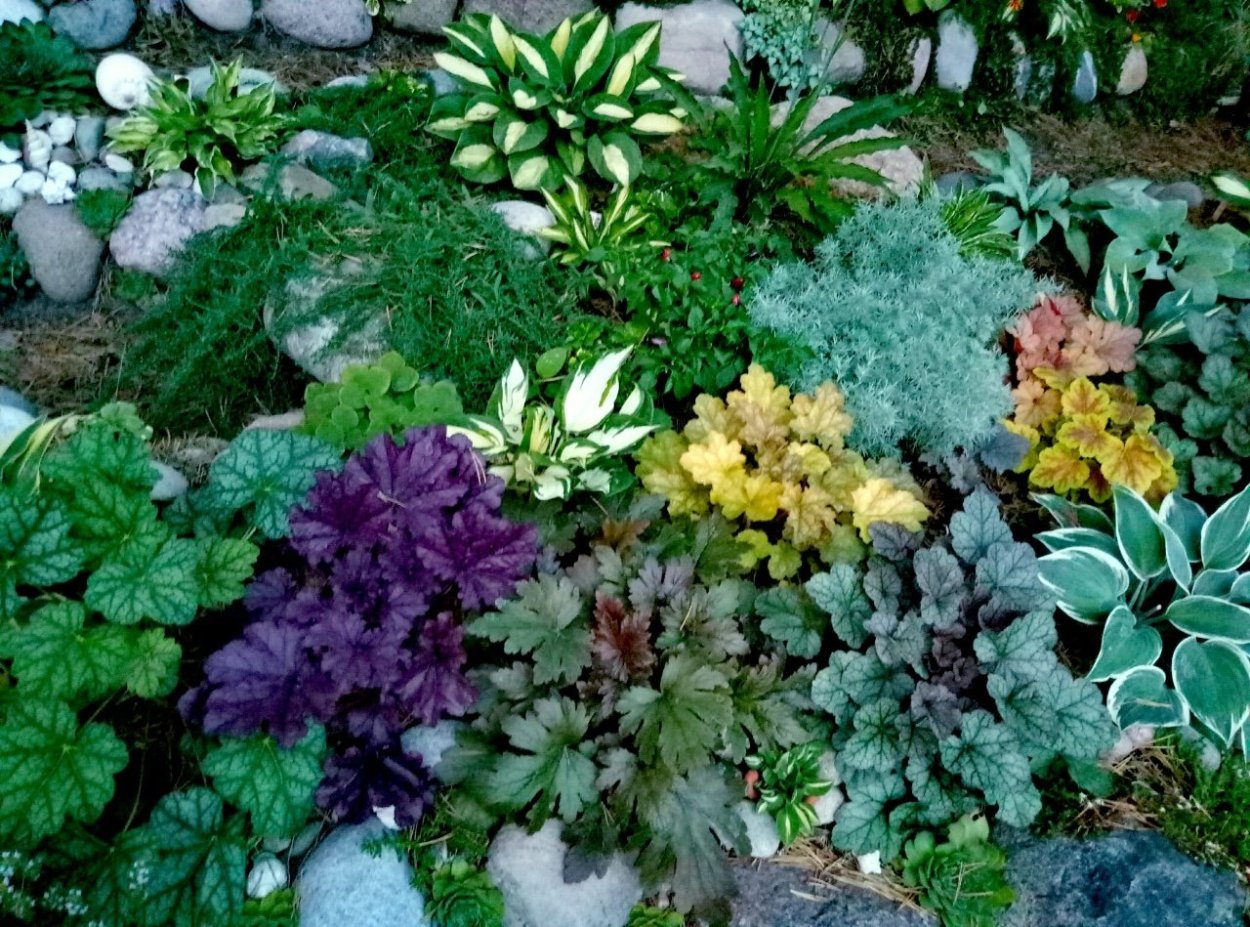 Клумба гейхера Очиток Хоста