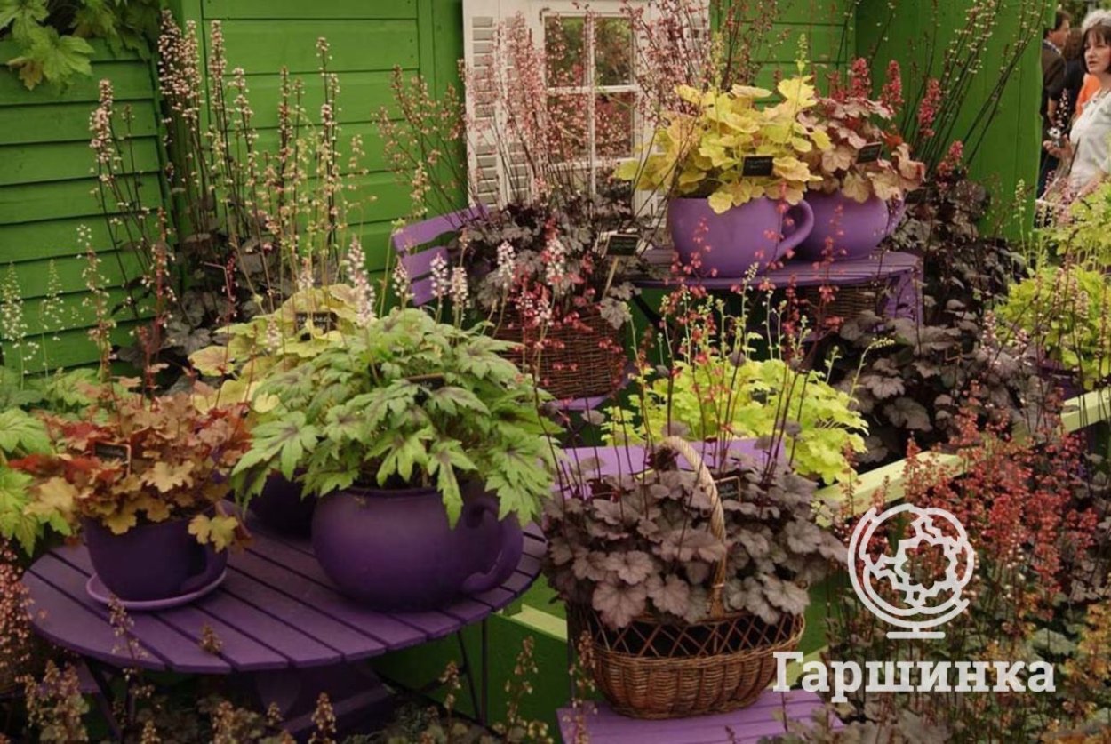 Гейхера в саду