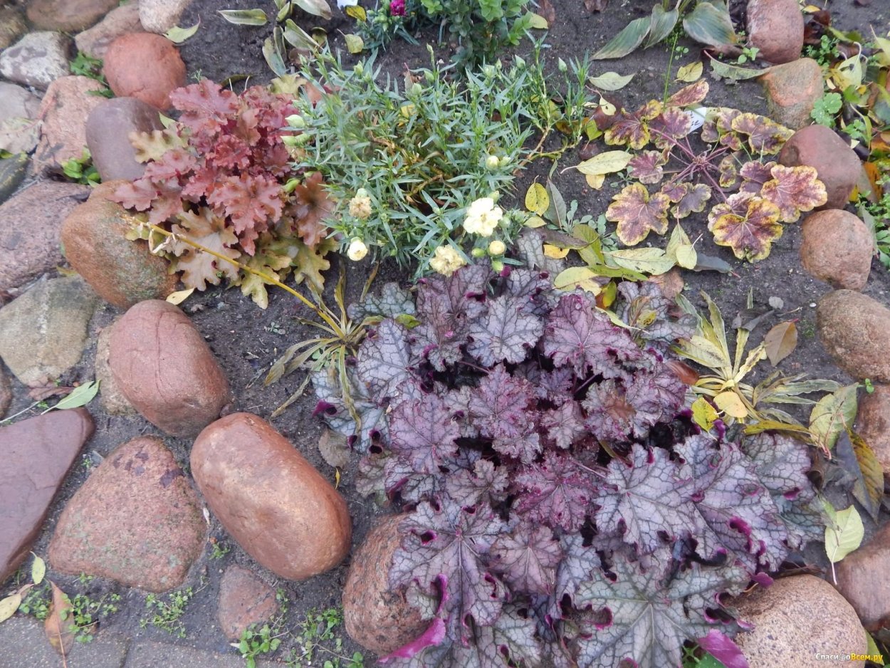 Гейхера Регина в рокарии