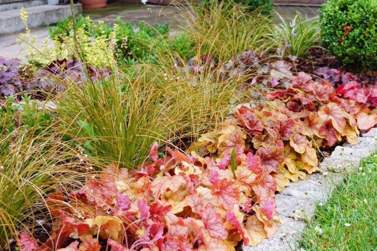 Гейхера бордюрная